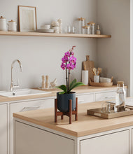 Load image into Gallery viewer, Iron Gray stand:walnut
