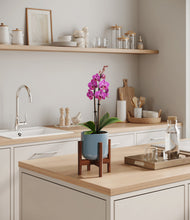 Load image into Gallery viewer, Misty Blue stand:walnut
