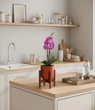 Load image into Gallery viewer, Earth Red stand:walnut
