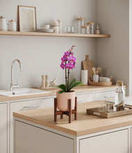 Load image into Gallery viewer, Sandy Pink stand:walnut
