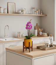 Load image into Gallery viewer, Sunset Orange stand:walnut
