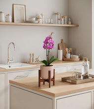 Load image into Gallery viewer, Sandy Pink stand:walnut
