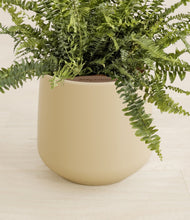 Load image into Gallery viewer, Almond Green stand:all
