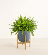Load image into Gallery viewer, Iron Gray stand:light
