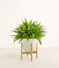 Load image into Gallery viewer, Natural Bamboo stand:light
