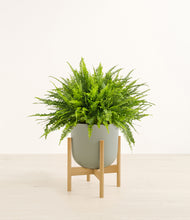 Load image into Gallery viewer, Sage Green stand:light
