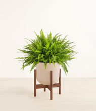 Load image into Gallery viewer, Sandy Pink stand:dark
