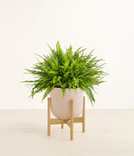 Load image into Gallery viewer, Sandy Pink stand:light
