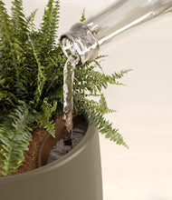 Load image into Gallery viewer, Olive stand:all
