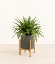 Load image into Gallery viewer, Dark Olive stand:light
