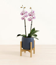 Load image into Gallery viewer, Deep Navy stand:bamboo
