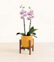 Load image into Gallery viewer, Mustard stand:walnut

