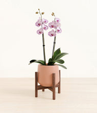 Load image into Gallery viewer, Calm Rose stand:walnut
