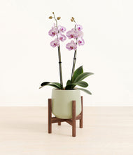 Load image into Gallery viewer, Turquoise stand:walnut
