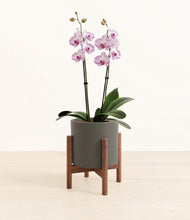 Load image into Gallery viewer, Dark Olive stand:walnut
