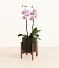 Load image into Gallery viewer, Black stand:walnut
