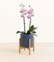 Load image into Gallery viewer, Deep Navy stand:bamboo
