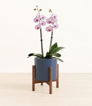 Load image into Gallery viewer, Deep Navy stand:walnut
