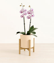 Load image into Gallery viewer, Cream stand:bamboo
