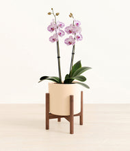 Load image into Gallery viewer, Cream stand:walnut
