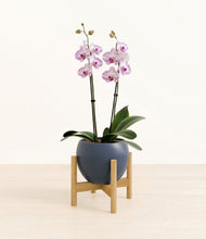 Load image into Gallery viewer, Deep Navy stand:bamboo
