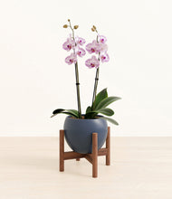Load image into Gallery viewer, Deep Navy stand:walnut
