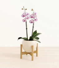Load image into Gallery viewer, Shiny EggWhite stand:bamboo

