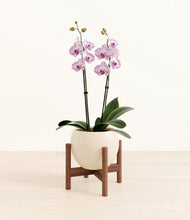 Load image into Gallery viewer, Shiny EggWhite stand:walnut
