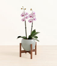 Load image into Gallery viewer, Deep Ocean stand:walnut
