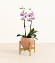 Load image into Gallery viewer, Calm Rose stand:bamboo
