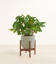 Load image into Gallery viewer, Sage Green stand:walnut
