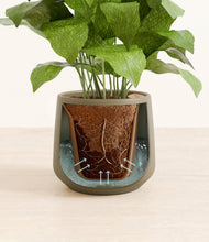 Load image into Gallery viewer, Olive stand:all
