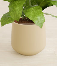 Load image into Gallery viewer, Almond Green stand:all
