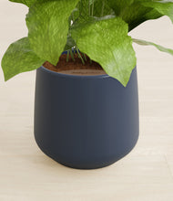 Load image into Gallery viewer, Deep Navy stand:all
