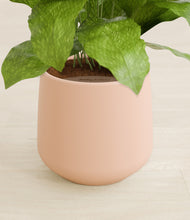 Load image into Gallery viewer, Gentle Pink stand:all
