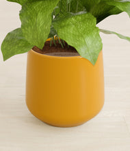 Load image into Gallery viewer, Mustard stand:all
