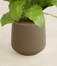 Load image into Gallery viewer, Olive stand:all
