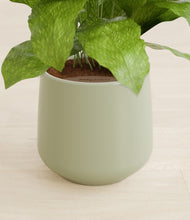 Load image into Gallery viewer, Turquoise stand:all
