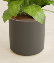 Load image into Gallery viewer, Dark Olive stand:all
