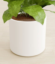 Load image into Gallery viewer, White stand:all
