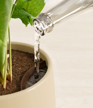 Load image into Gallery viewer, Almond Green stand:all
