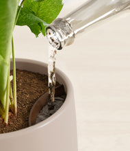 Load image into Gallery viewer, Eternal Gray stand:all
