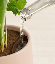 Load image into Gallery viewer, Gentle Pink stand:all
