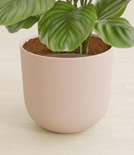 Load image into Gallery viewer, Sandy Pink stand:all
