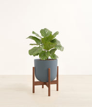 Load image into Gallery viewer, Iron Gray stand:walnut
