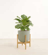 Load image into Gallery viewer, Sage Green stand:bamboo
