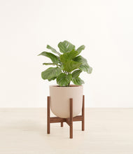 Load image into Gallery viewer, Sandy Pink stand:walnut
