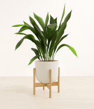 Load image into Gallery viewer, Natural Bamboo stand:bamboo
