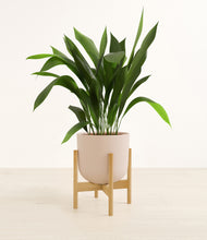 Load image into Gallery viewer, Sandy Pink stand:bamboo
