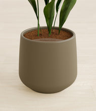 Load image into Gallery viewer, Olive stand:all
